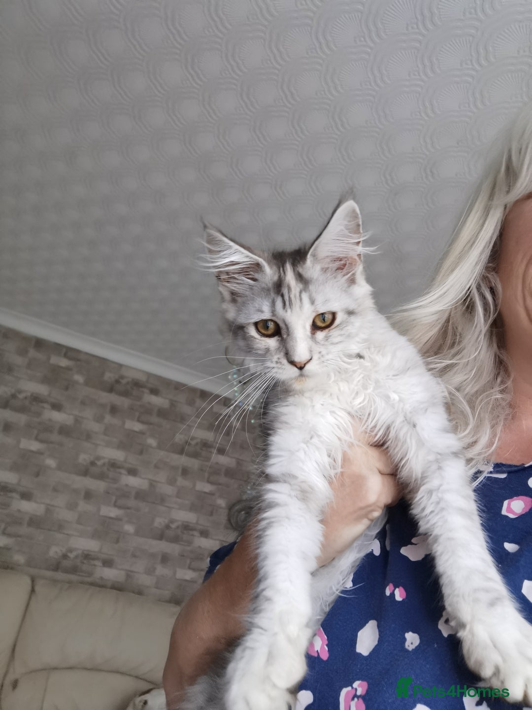 Maine Coon cats for sale: Full pedigree maine coon kittens for sale - Image 14