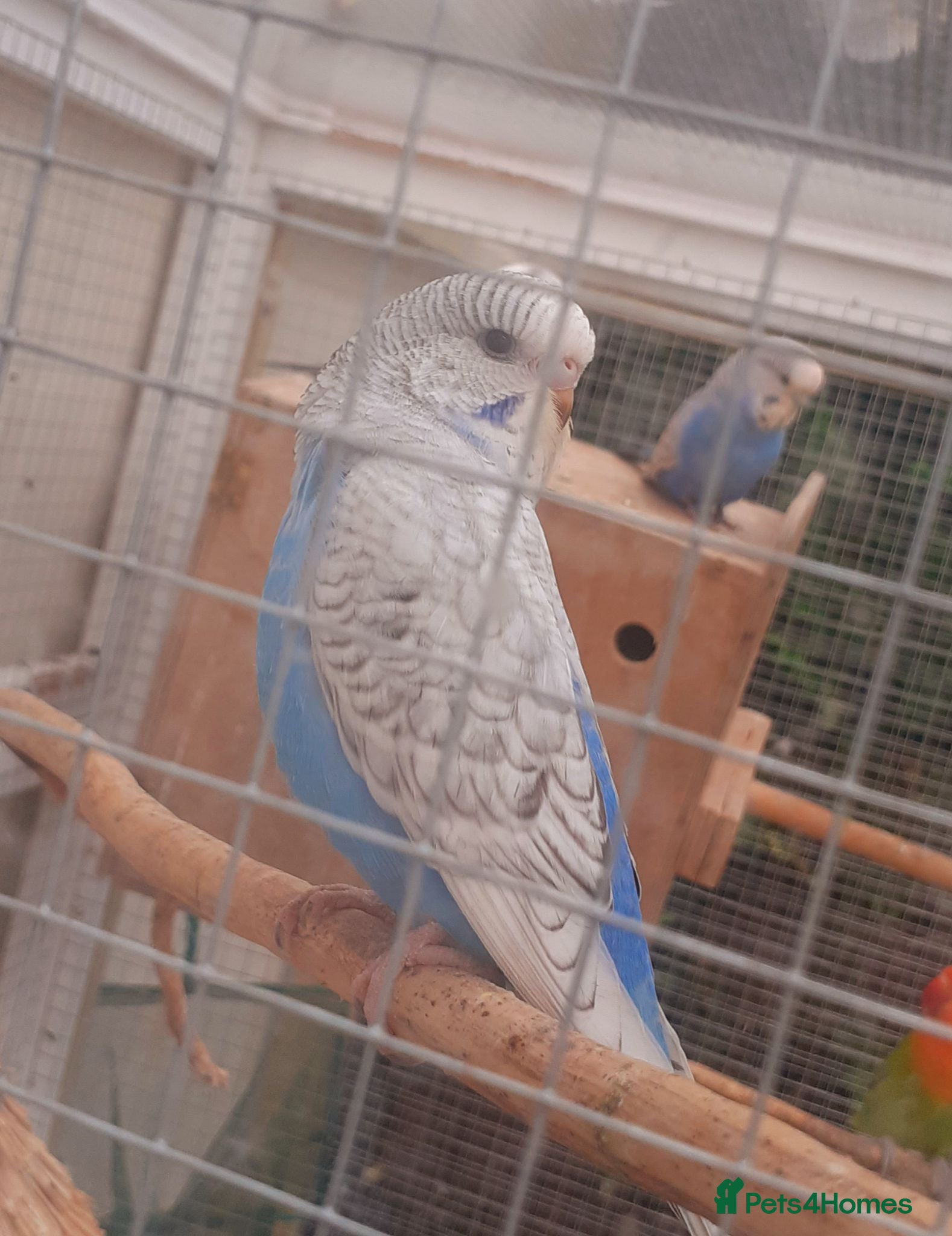 Budgerigars birds Baby budgies just ready to leave - Advert 3