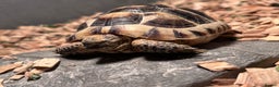Tortoise reptiles for sale: pair of Spur-Thighed tortoises  - Advert 7