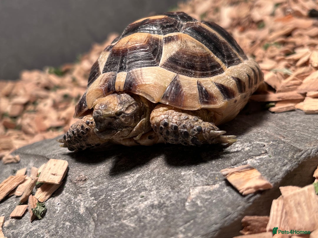 Tortoise reptiles for sale: pair of Spur-Thighed tortoises  - Advert 7
