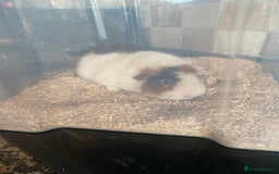 Guinea Pig rodents for sale: Male Teddy Guinea pig for sale - Image 3