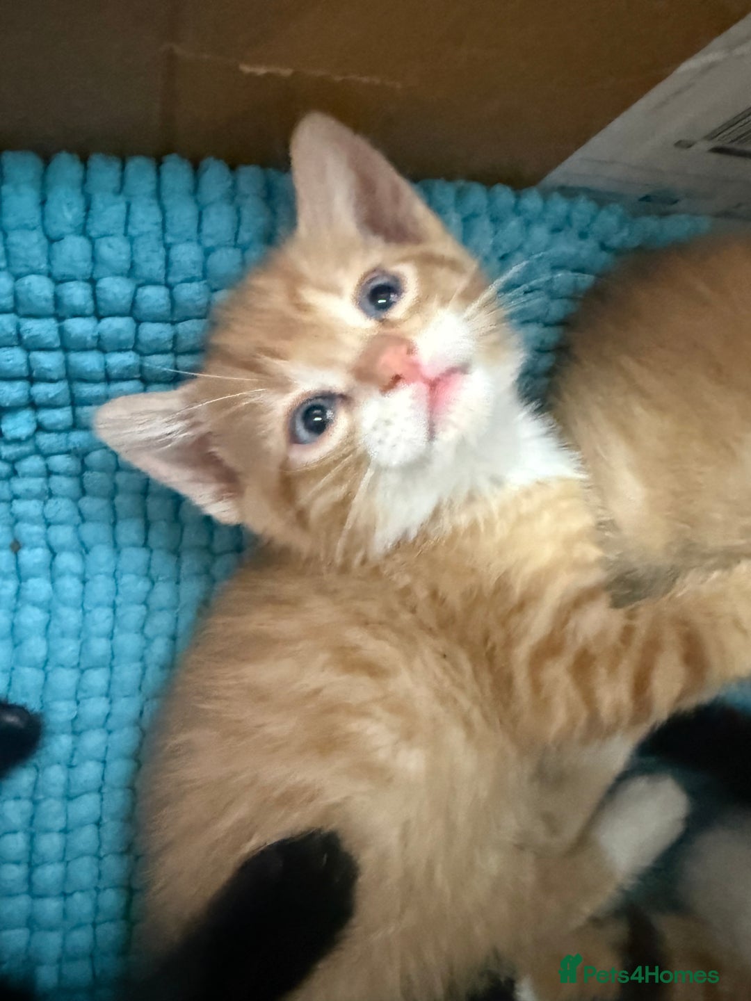 Mixed Breed cats for sale: Beautiful kittens for sale 🐱 - Advert 6