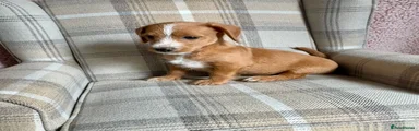 Jackapoo 1