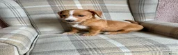 Jackapoo dogs for sale: Jackapoo puppies - Advert 6