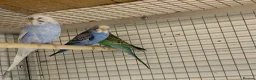 Budgerigars birds for sale: Budgies  - Advert 5