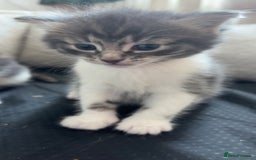 Domestic Shorthair cats for sale: Fluffy kittens for sale - Image 2
