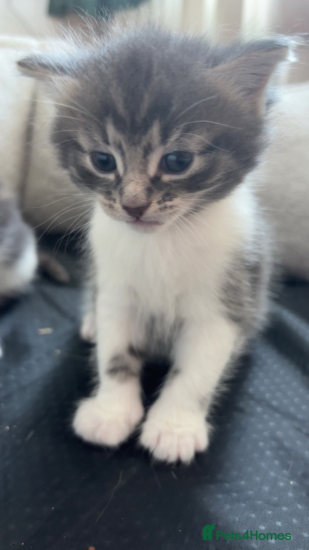 Domestic Shorthair cats for sale: Fluffy kittens for sale - Image 2