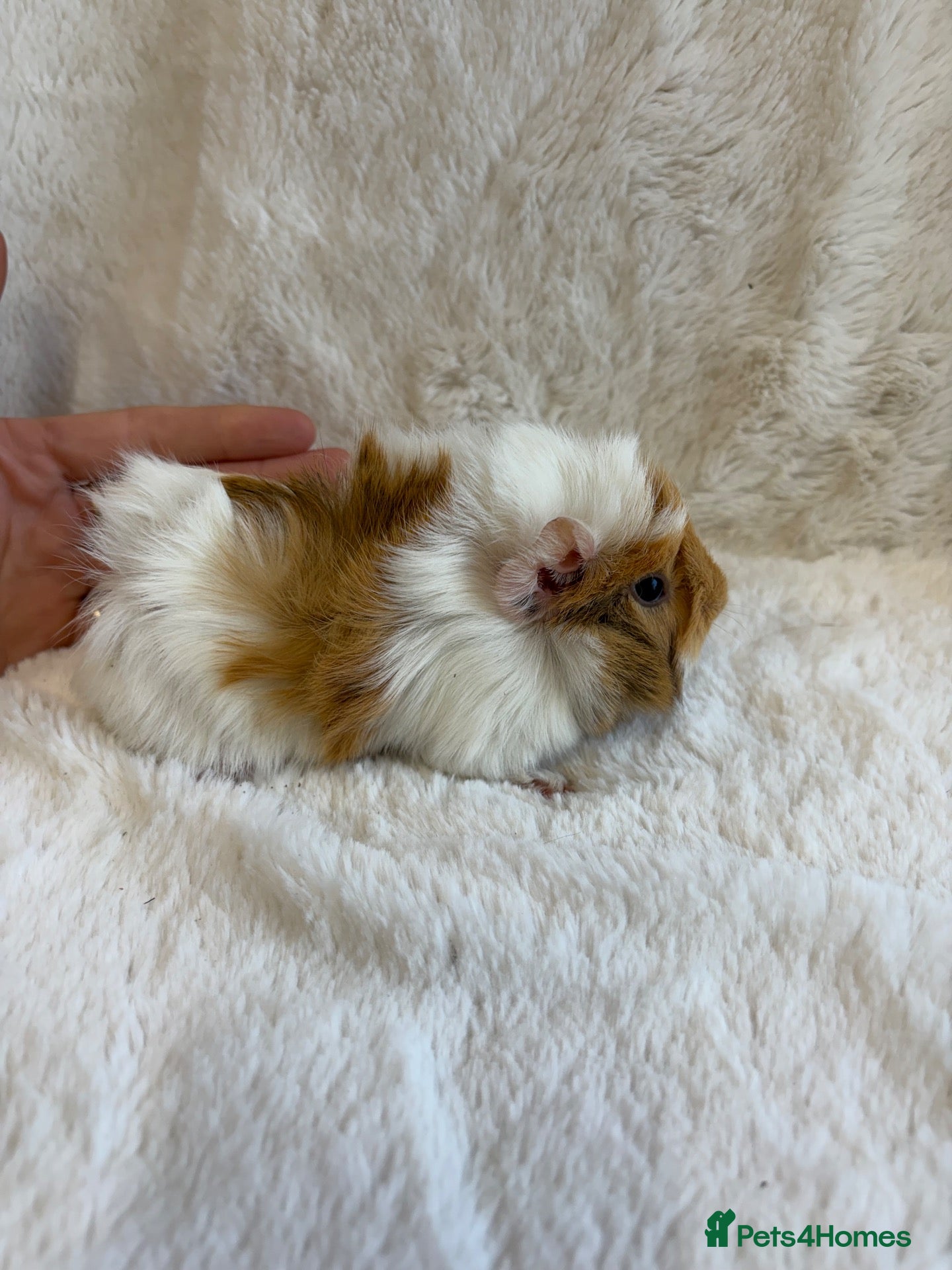 Guinea Pig rodents for sale: Sheltie and funky baby boys  - Advert 1