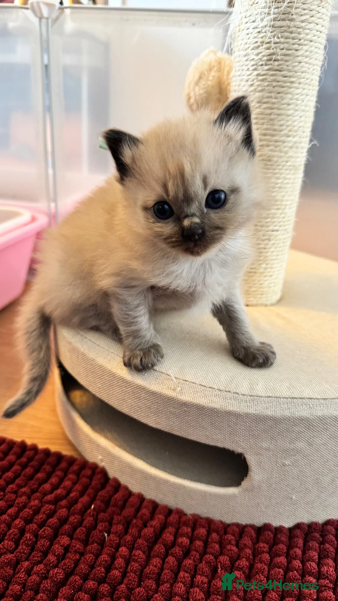 Ragdoll cats for sale: Pedigree Mink Ragdoll Kittens - Advert 7