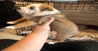 Staffordshire Bull Terrier dogs - Advert 13