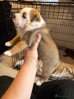 Staffordshire Bull Terrier dogs - Advert 2