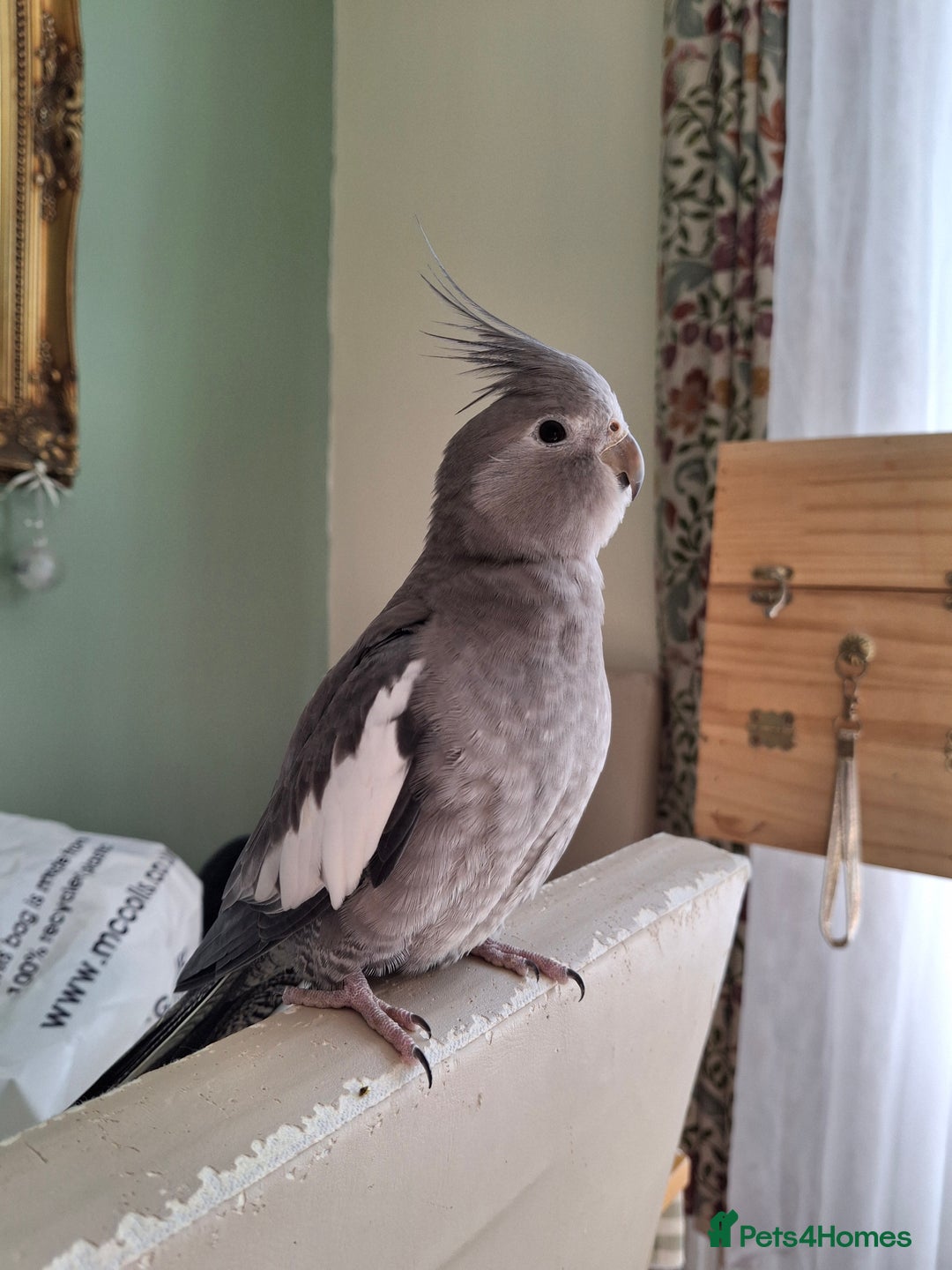 Cockatiels birds for sale: Cockateil female - Advert 2