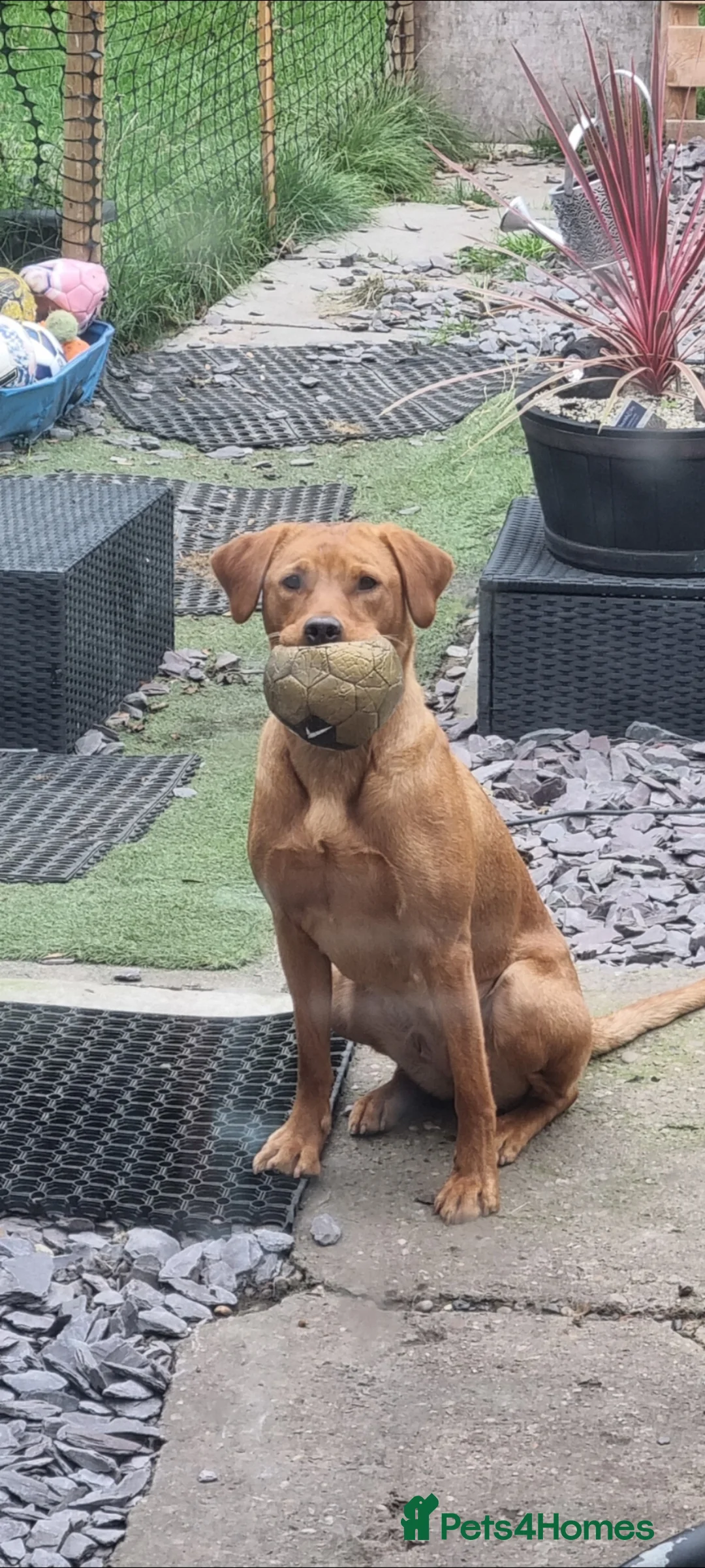 Labrador Retriever dogs for sale: Gorgeous chunky labrador puppies for sale  - Advert 2