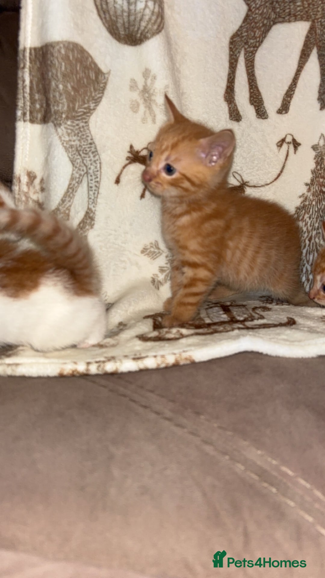 Mixed Breed cats for sale: Calico cross tabby  - Image 13