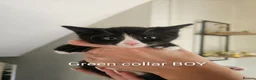 Mixed Breed cats for sale: 4 kittens looking for forever homes  - Advert 1