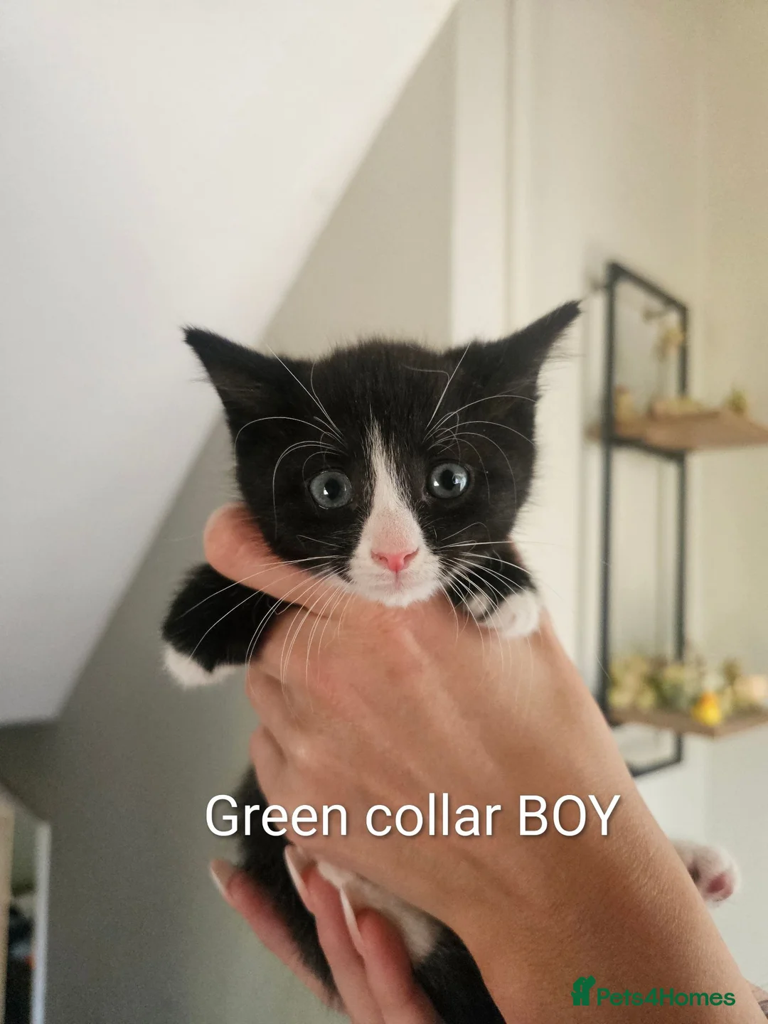 Mixed Breed cats for sale: 4 kittens looking for forever homes  - Advert 1