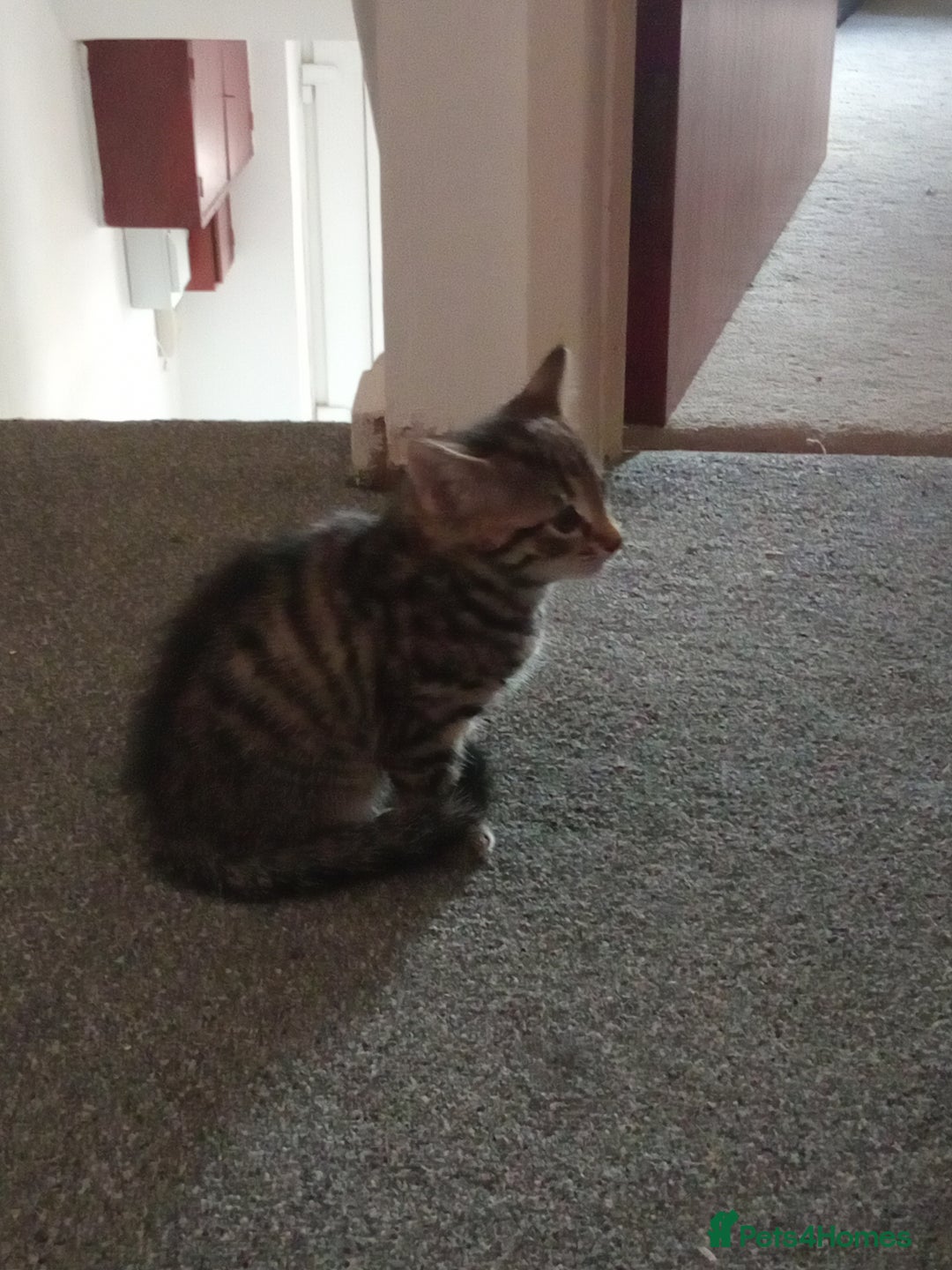 British Shorthair cats for sale: Kittens - Image 11