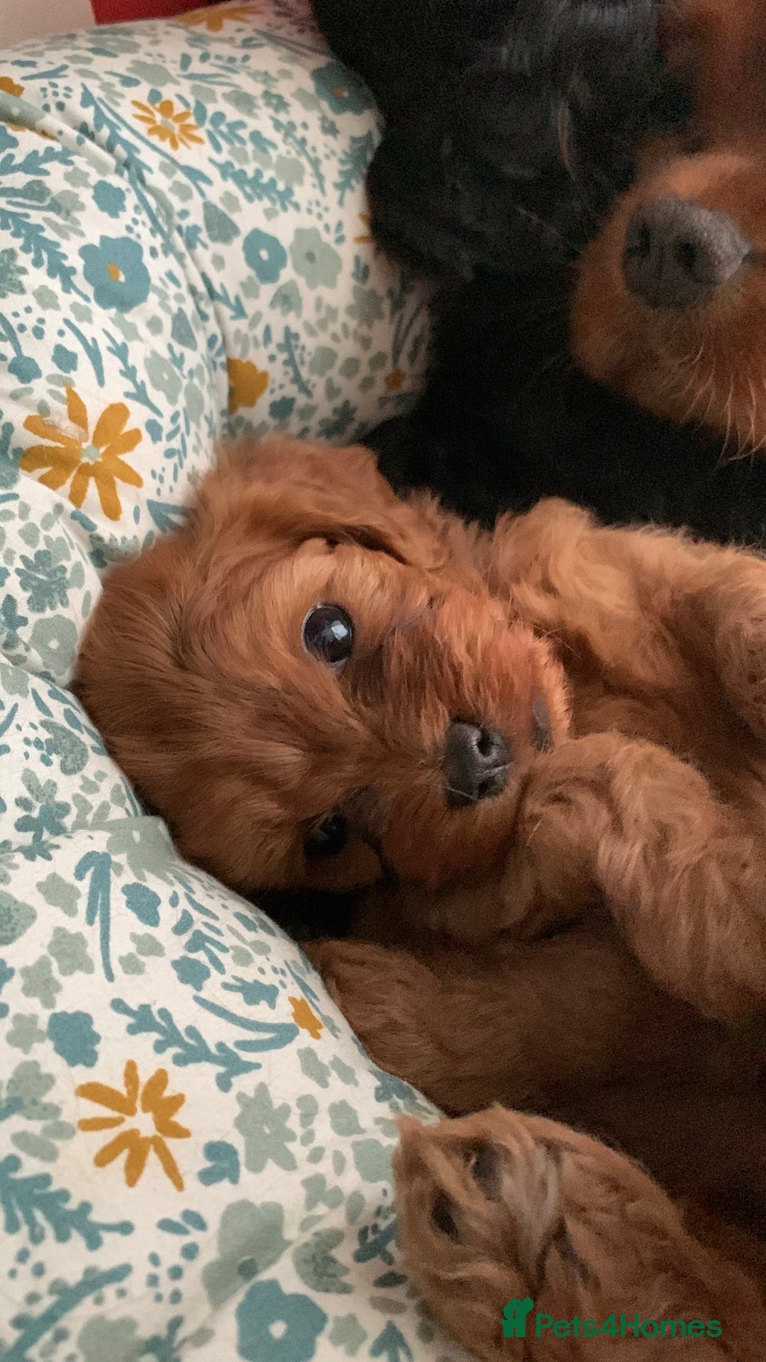 Cavapoo dogs for sale: Stunning premium F1 Cavapoo babies 🥰 - Image 31