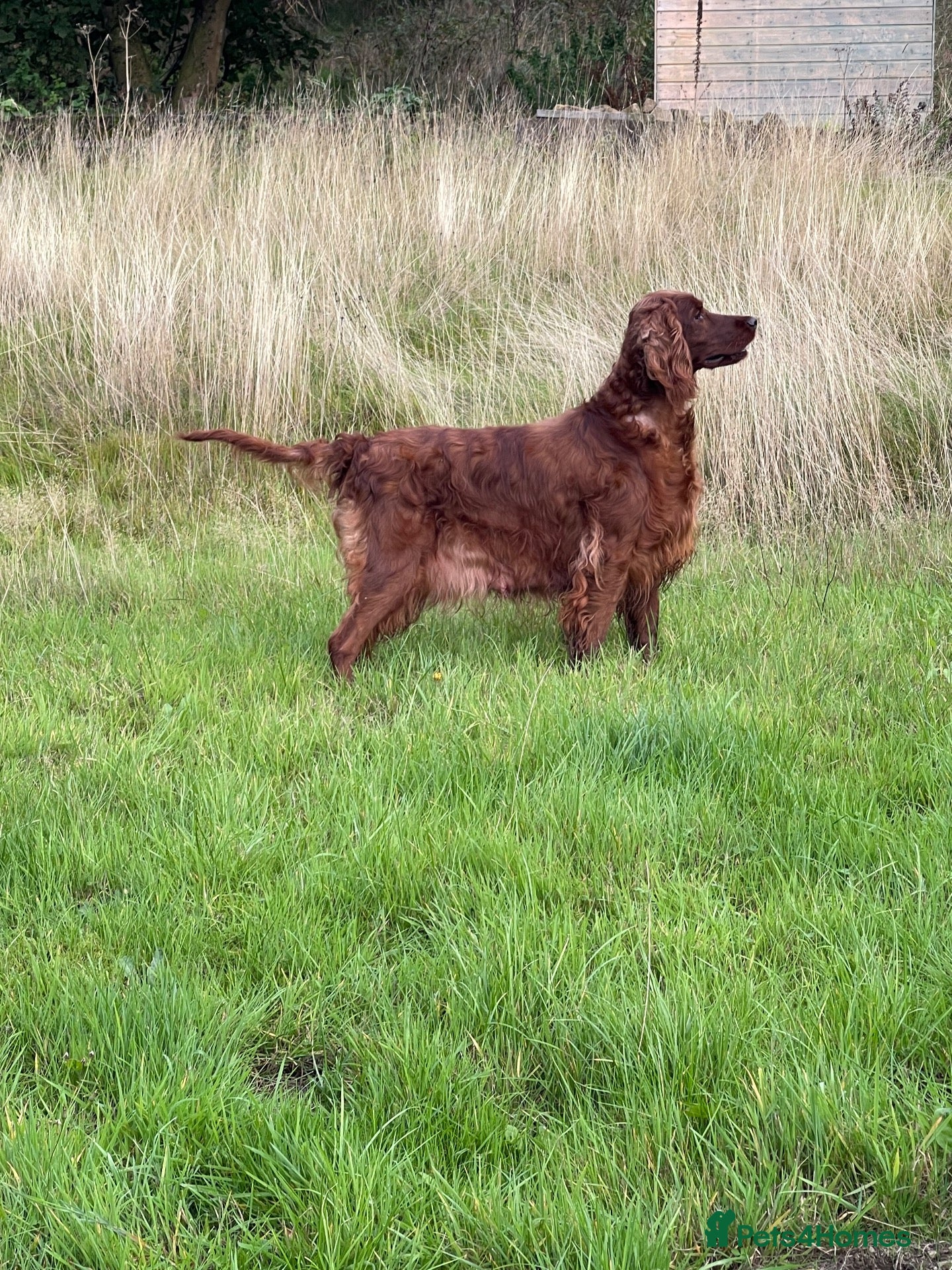 Irish Doodle dogs Beautiful Red Irishdoodles  - Advert 1