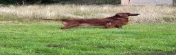 Irish Doodle dogs for sale: Beautiful Red Irishdoodles  - Advert 1
