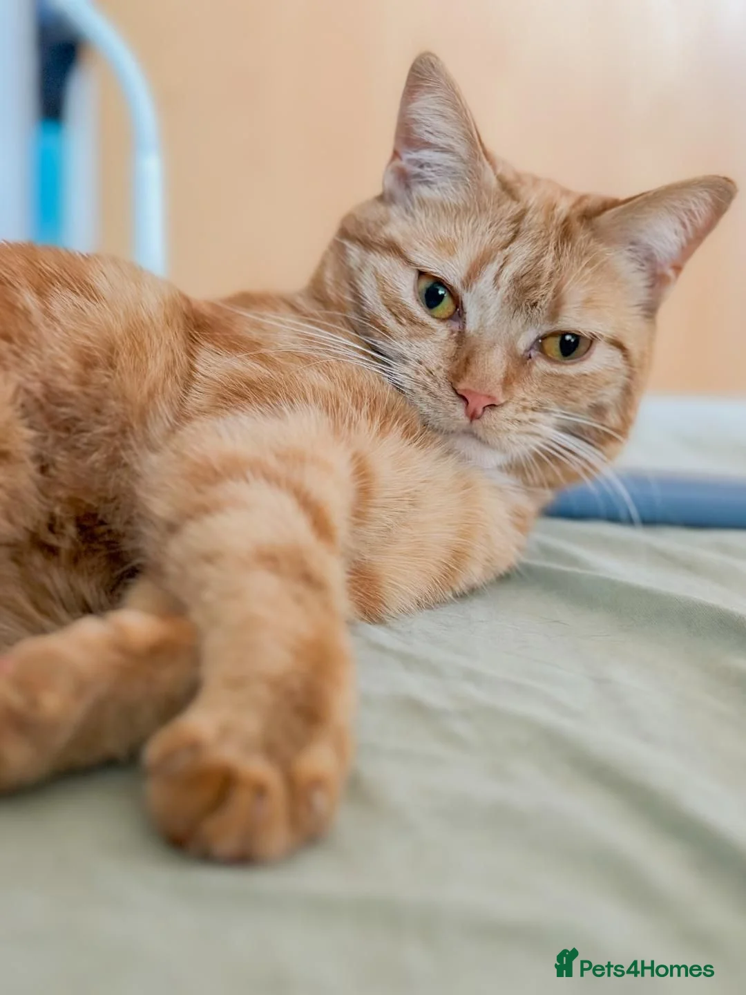 Mixed Breed cats for sale: 4 Beautiful Kittens Ready Now!  - Advert 13