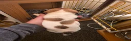 Jack Russell dogs for sale: Mini jack russel pups ready 13 june deposit secure - Advert 13