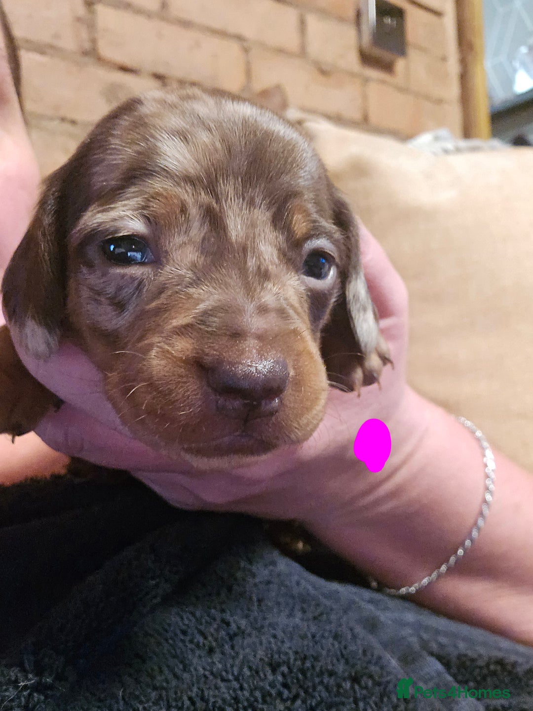 Miniature Dachshund dogs for sale: Miniature dashound - Advert 1