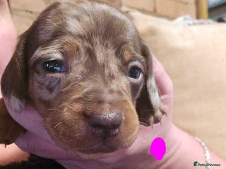 Miniature Dachshund dogs Miniature dashound - Advert 16