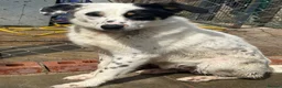 Mixed Breed dogs for adoption: Badger - Badersfield Norfolk  - Advert 3