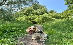 Cocker Spaniel dogs for stud: Cody  - Image 5