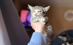 Siberian cats for sale: Beautiful Siberian/Norwegian mix kittens - Image 4