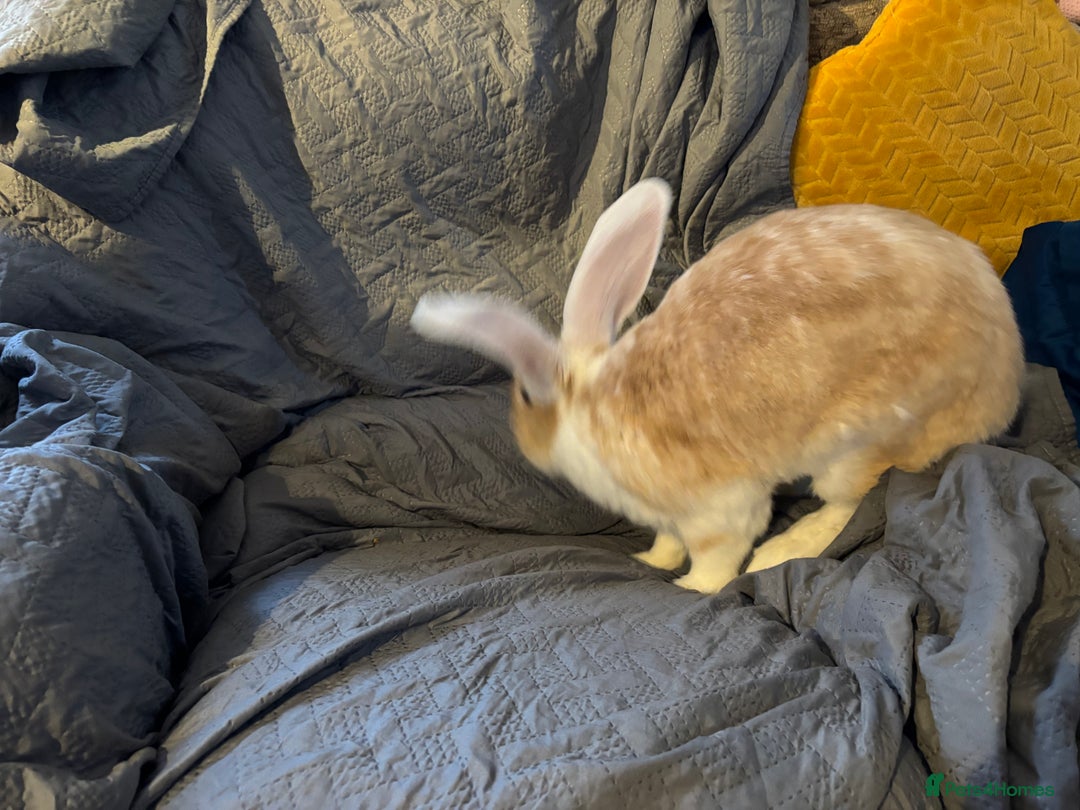 Continental Giant rabbits for sale: Max continental giant rabbit - Advert 5