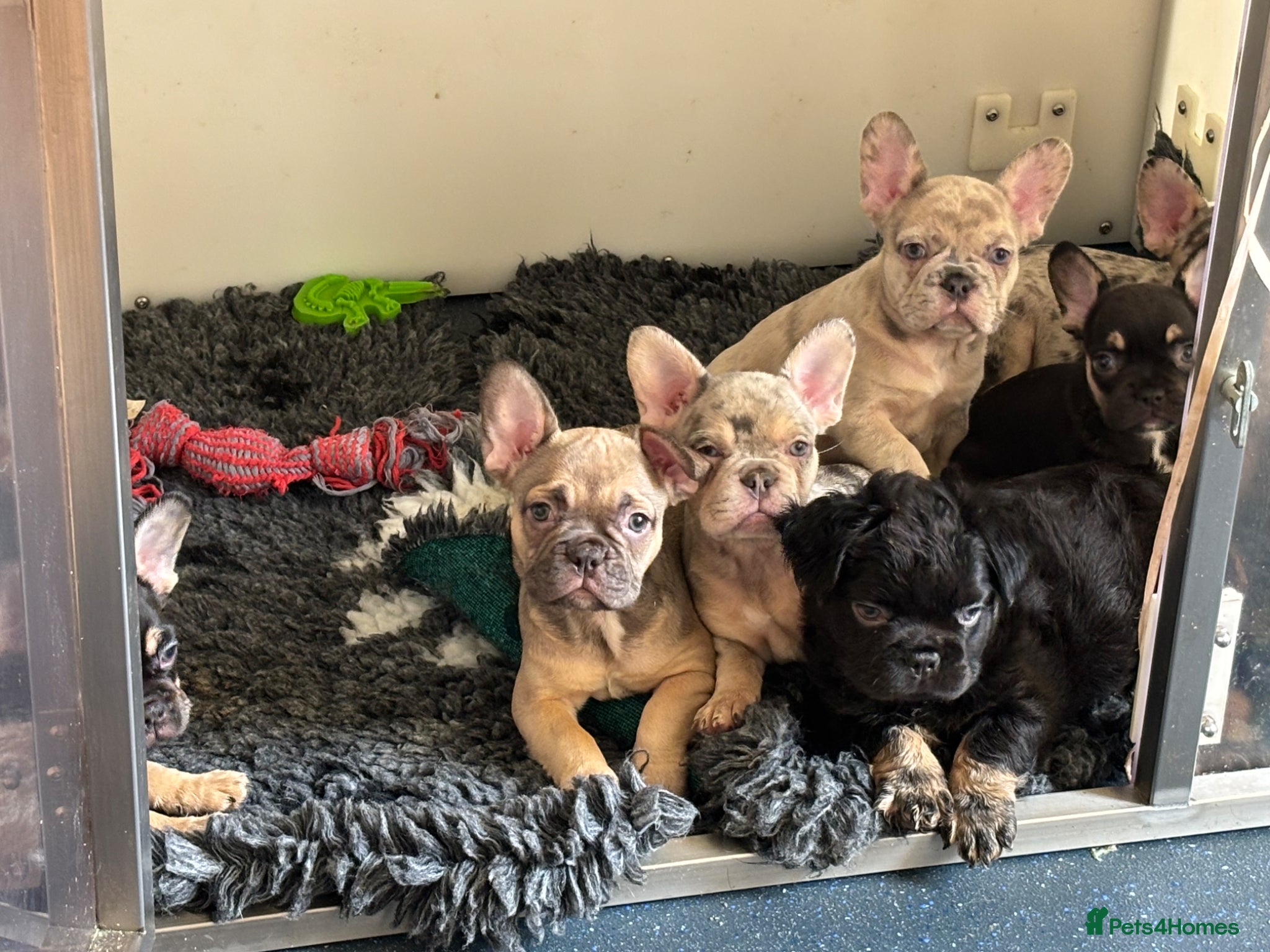 French Bulldog dogs French bulldog puppies ready now  - Advert 1