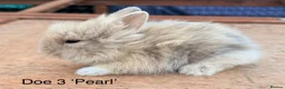 Lionhead rabbits for sale: Pure Bred Double Mane Lionhead Bunnies  in Nuneaton - Advert 9