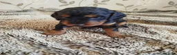 Cockapoo dogs for sale: Cockerpoo f2 - Advert 30
