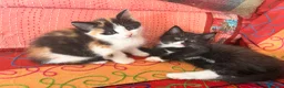 Mixed Breed cats for sale: GORGEOUS MAINE COON X PERSIAN KITTENS  - Advert 19