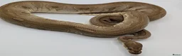 Python Snake reptiles for sale: Range of Royal Pythons - Advert 21