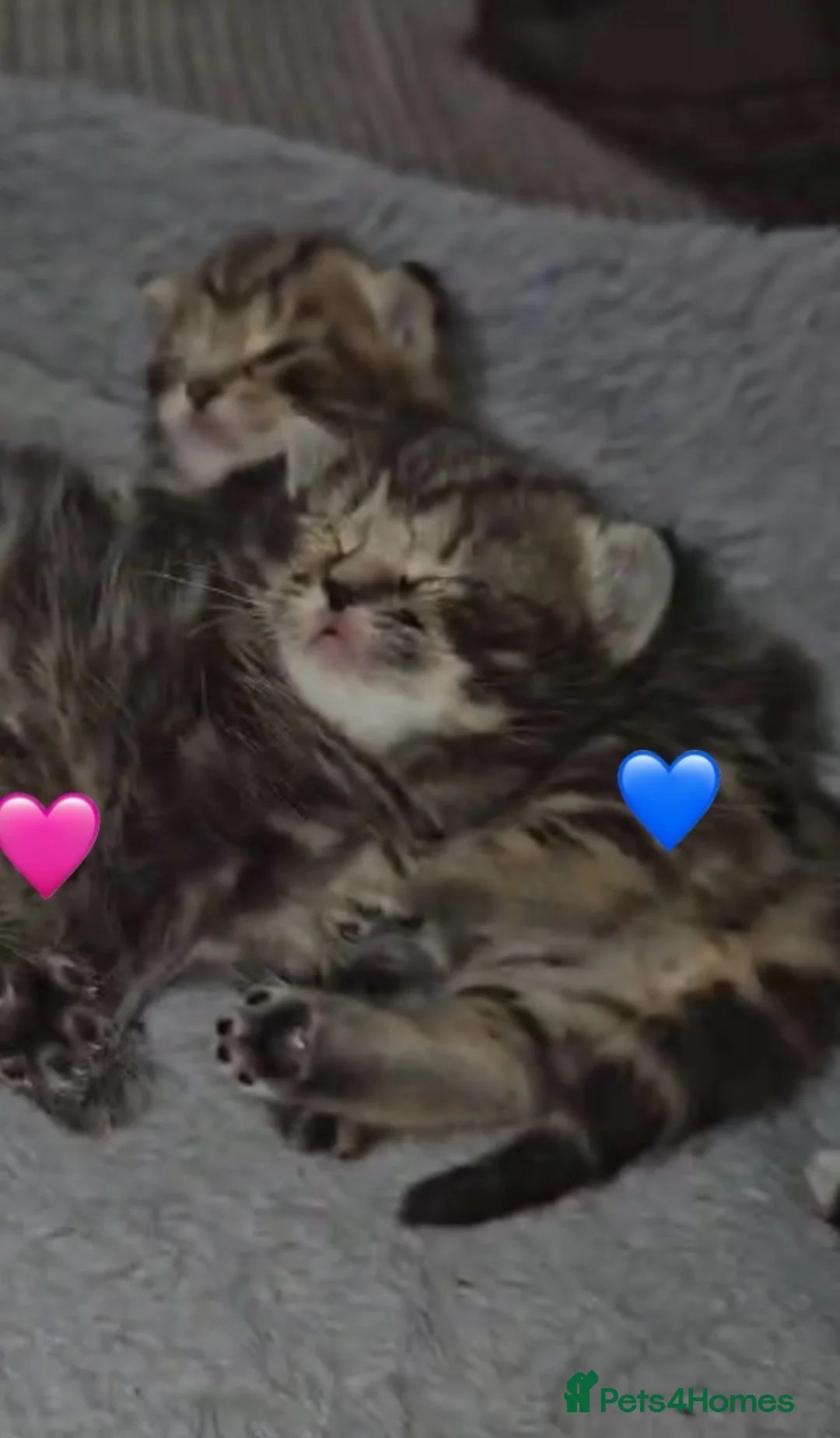 Domestic Shorthair cats for adoption: 🐾 Rescue Kittens Looking for Forever Homes - Advert 2