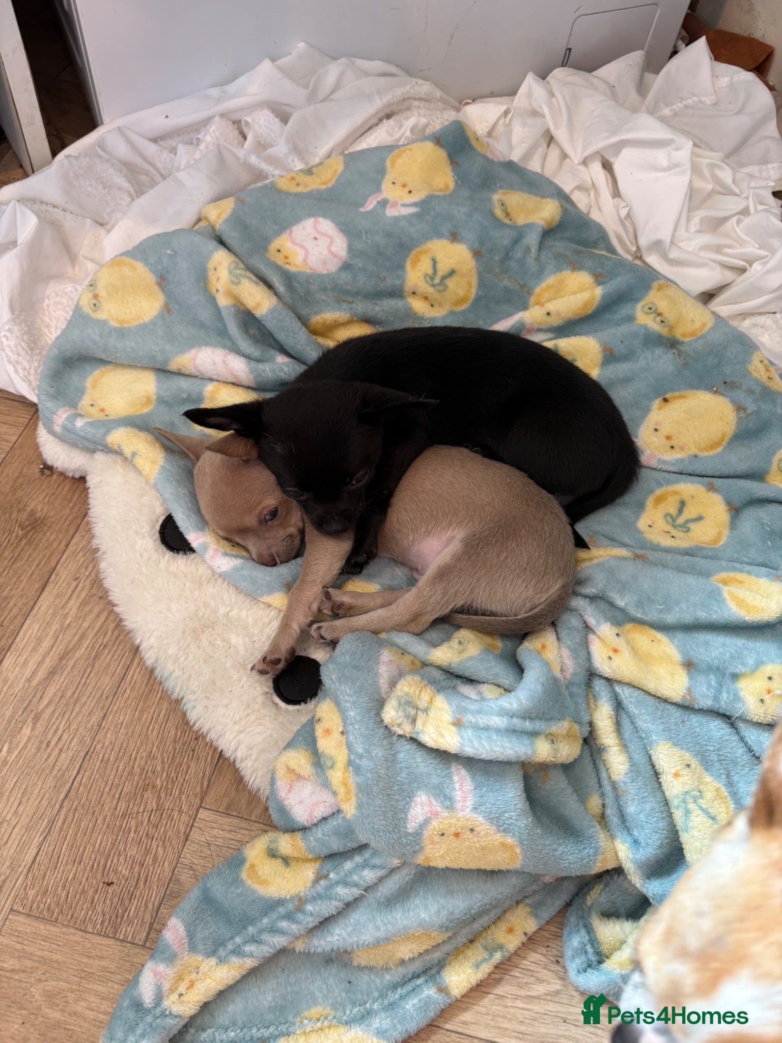 Chihuahua dogs Reduced!Vacced + microchipped ready now chihuahua - Advert 4