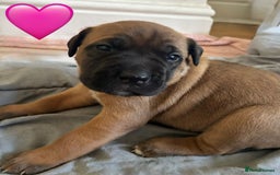 Mixed Breed dogs for sale: Beautiful Presa Mix Pups  - Image 10