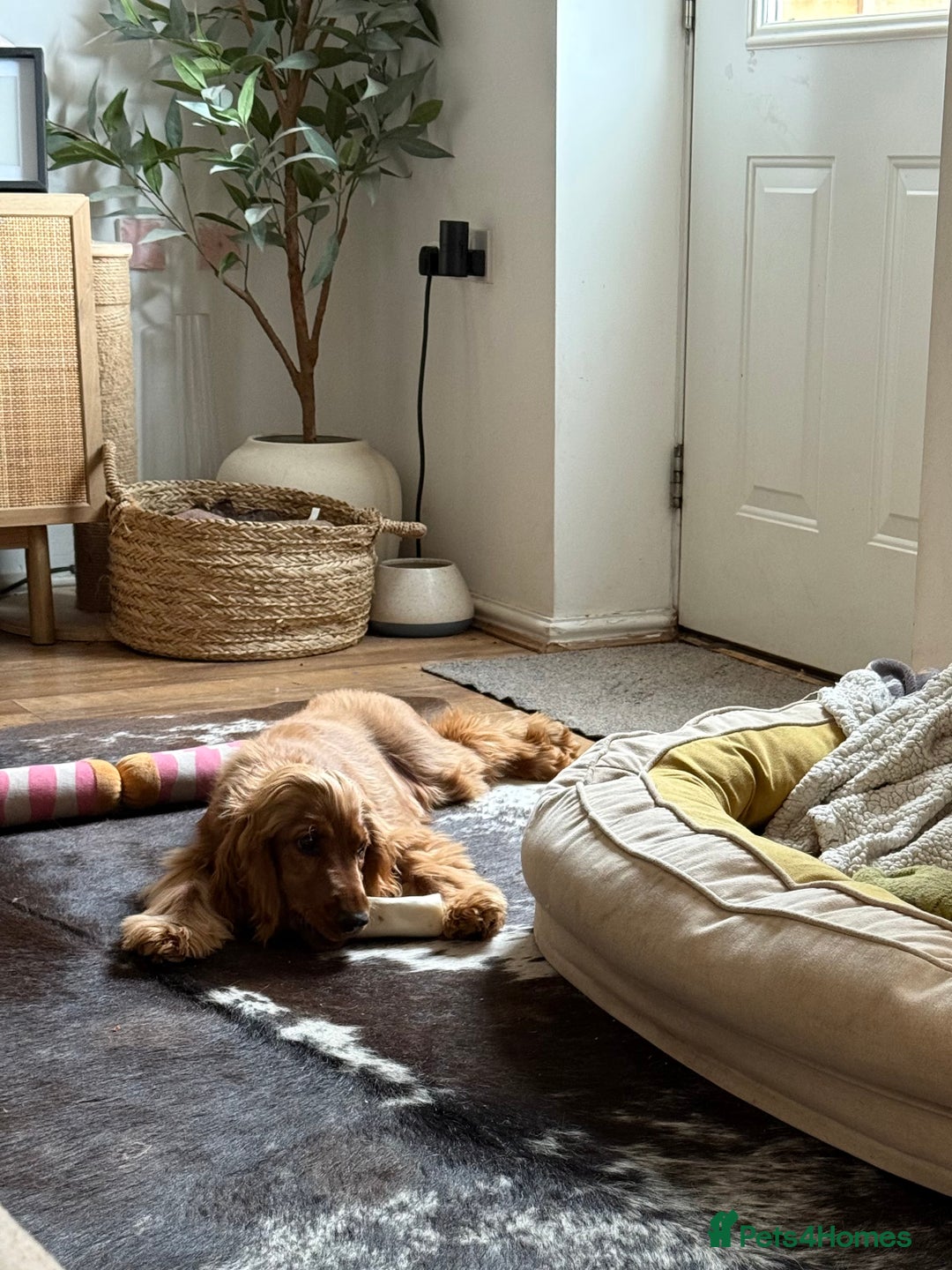 Cocker Spaniel dogs for sale: Looking for a new home  - Advert 3