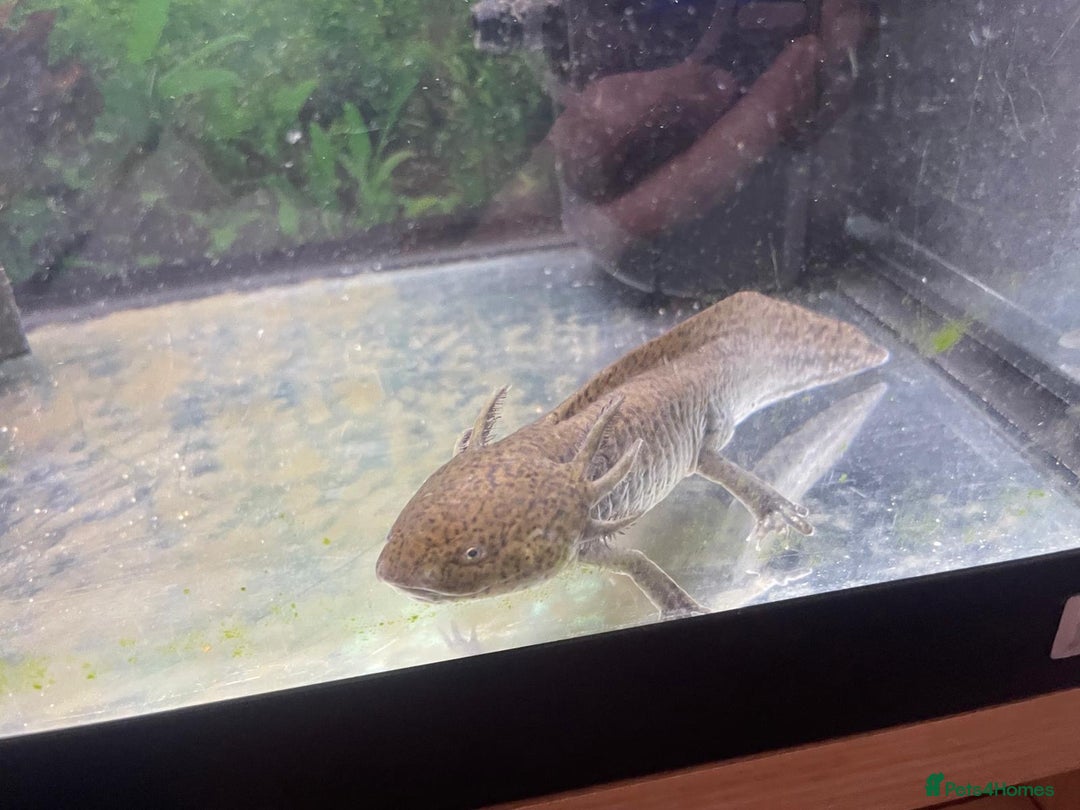 Other/Mixed Breed fish for sale: Axolotl  - Advert 9