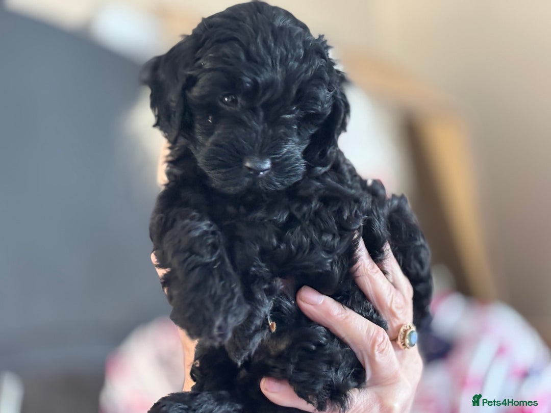 Cockapoo dogs for sale: Licensed Breeder for peace of mind  - Image 16