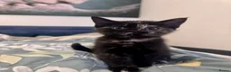 Mixed Breed cats for sale: Female kitten for sale  in Southend-on-Sea - Advert 2