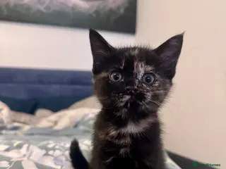 Mixed Breed cats Female kitten for sale - Advert 2