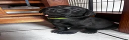 Labrador Retriever dogs for sale: Beautiful litter of KC black working Labradors  - Advert 6