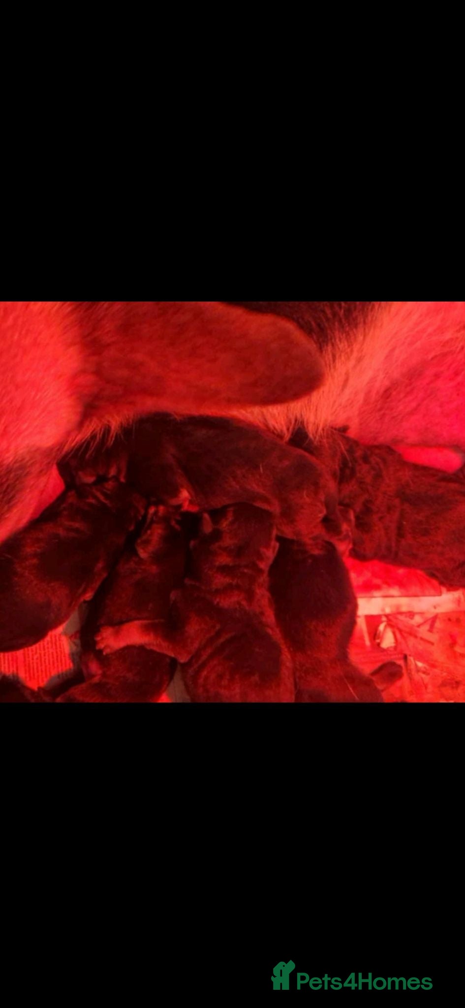 Mixed Breed dogs Shepweiler puppies for sale - Advert 12