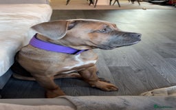 Cane Corso dogs for sale: Female cane corso  - Image 5
