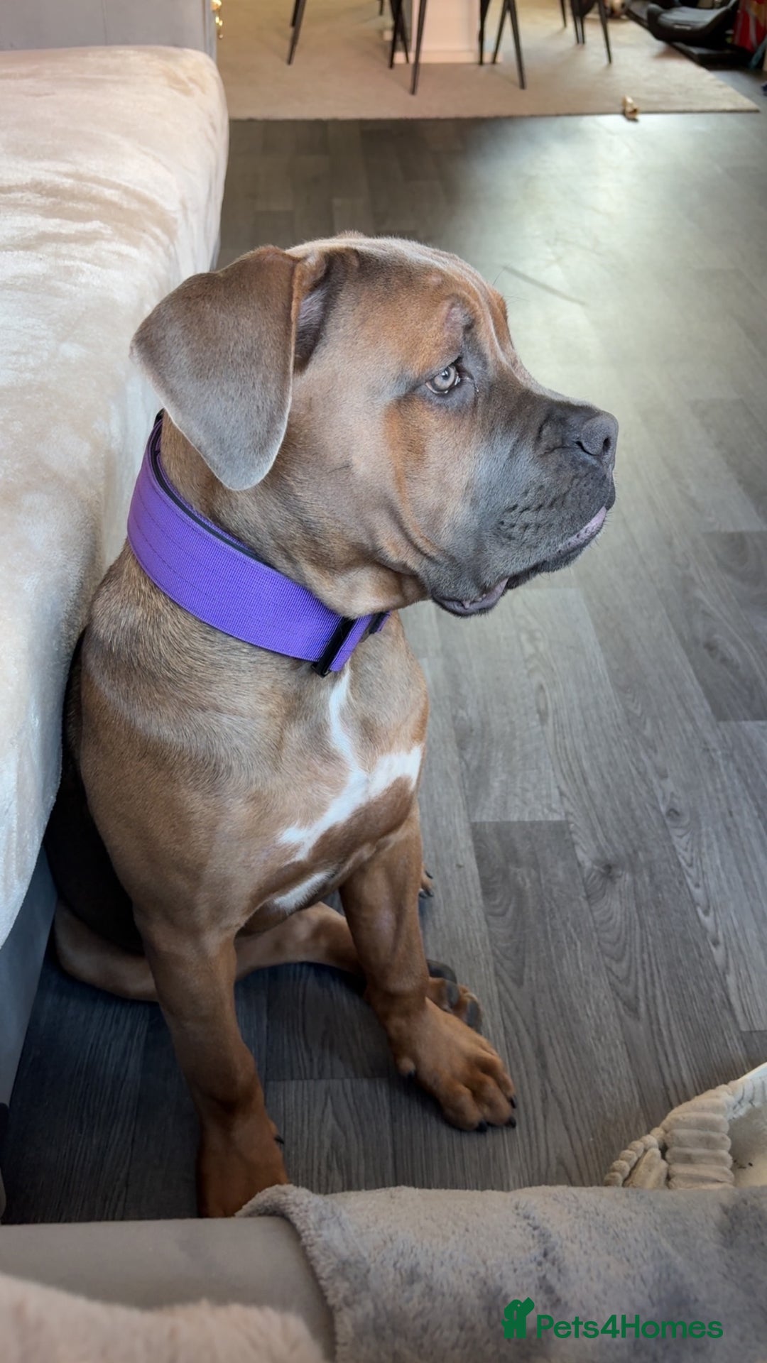 Cane Corso dogs for sale: Female cane corso  - Image 5