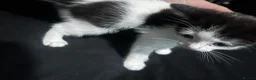 Mixed Breed cats for sale: Female kitten  - Advert 3